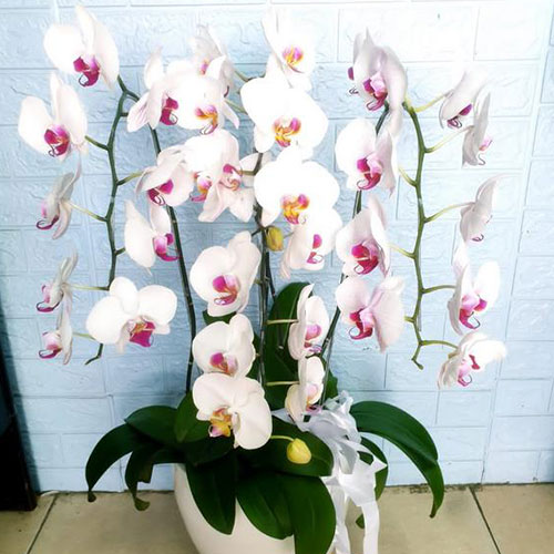 bunga-meja-5 bunga papan murah di jabodetabek, bunga papan murah di jakarta, bunga papan murah di jakarta barat, bunga papan selamat dan sukses murah di jakarta, bunga papan wedding murah di jakarta, harga karangan bunga, jual bunga meja di jakarta, jual bunga papan di jakarta, jual bunga papan duka cita murah di jakarta, jual bunga parsel buah di jakarta, jual hand bouquet di jakarta, jual standing flower di jakarta, toko bunga di jakarta, toko bunga online 24 jam di jakarta, toko bunga online di jakarta, toko karangan bunga online di jakarta, windy florist indonesia